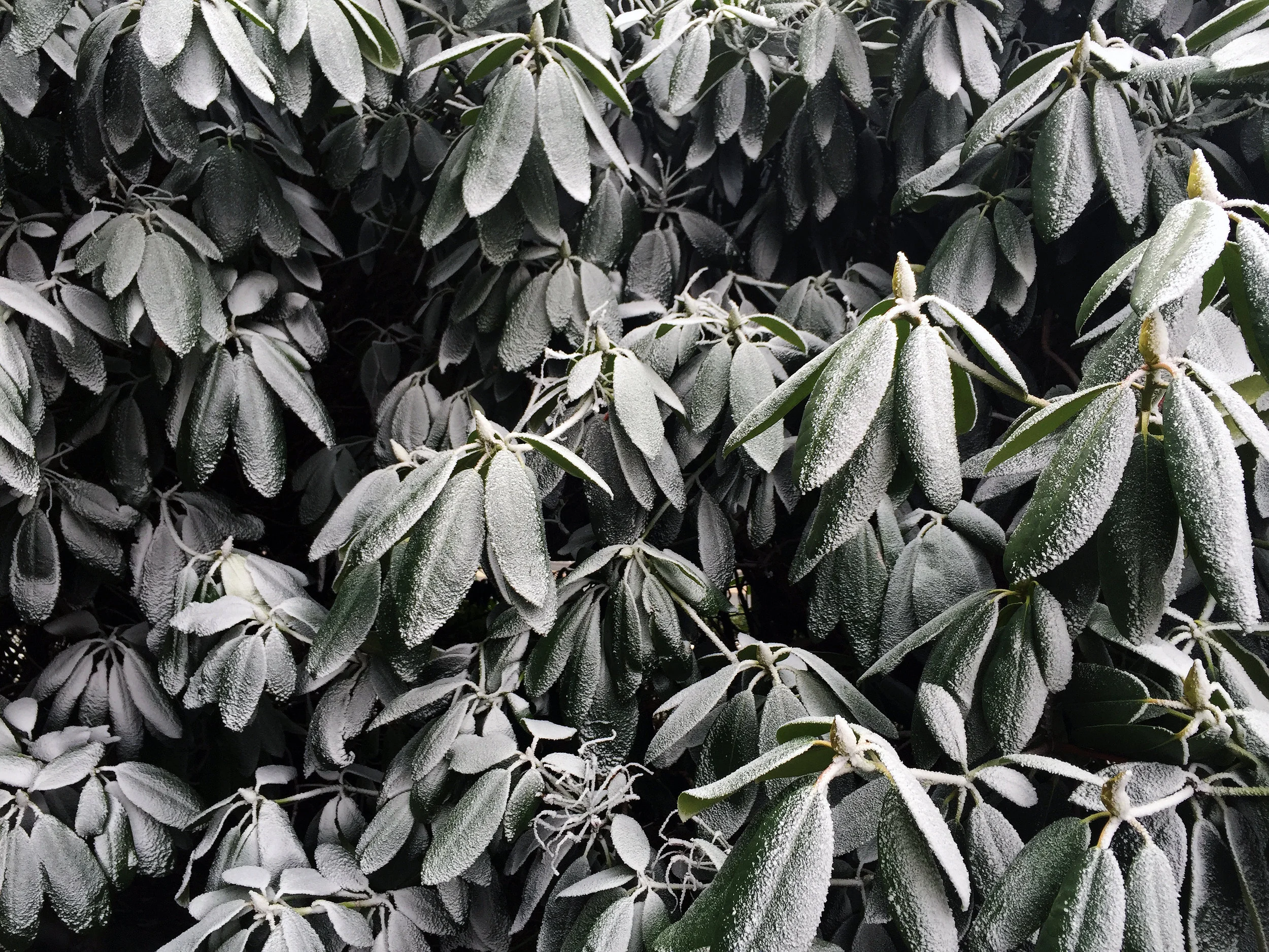 6.leaves copy.jpg