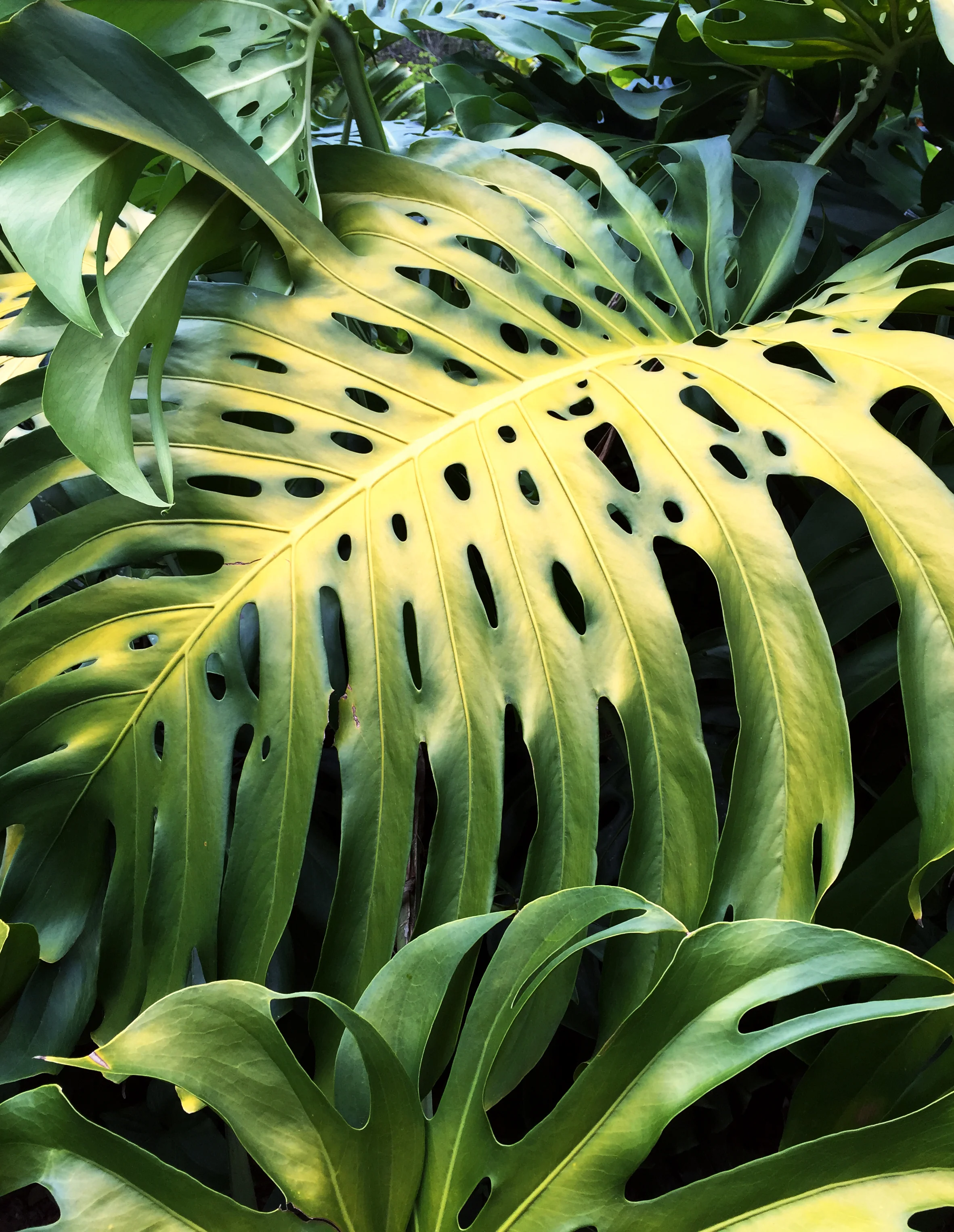14.leaf.jpg