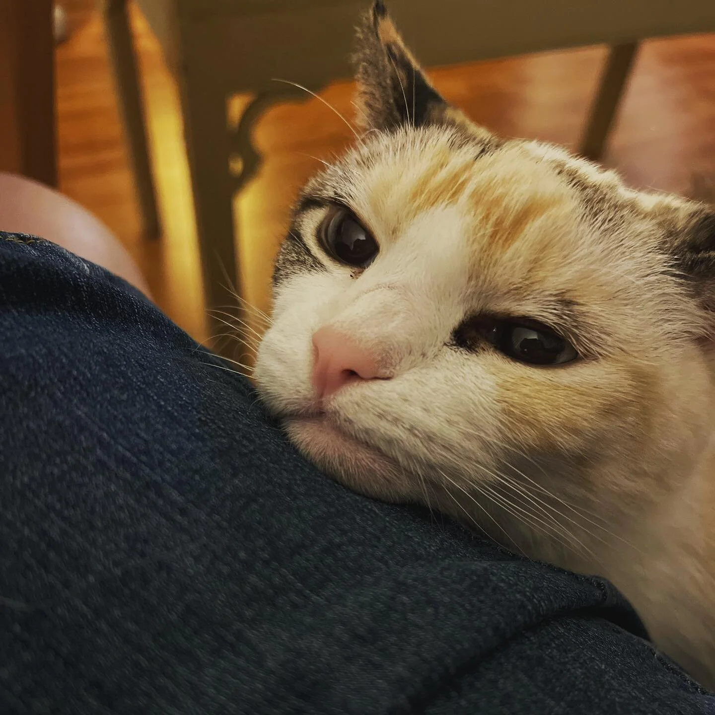 Sunday nights, amirite?

#catsofinstagram #sunday