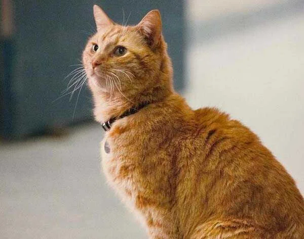 吃垃圾的“噬元兽”