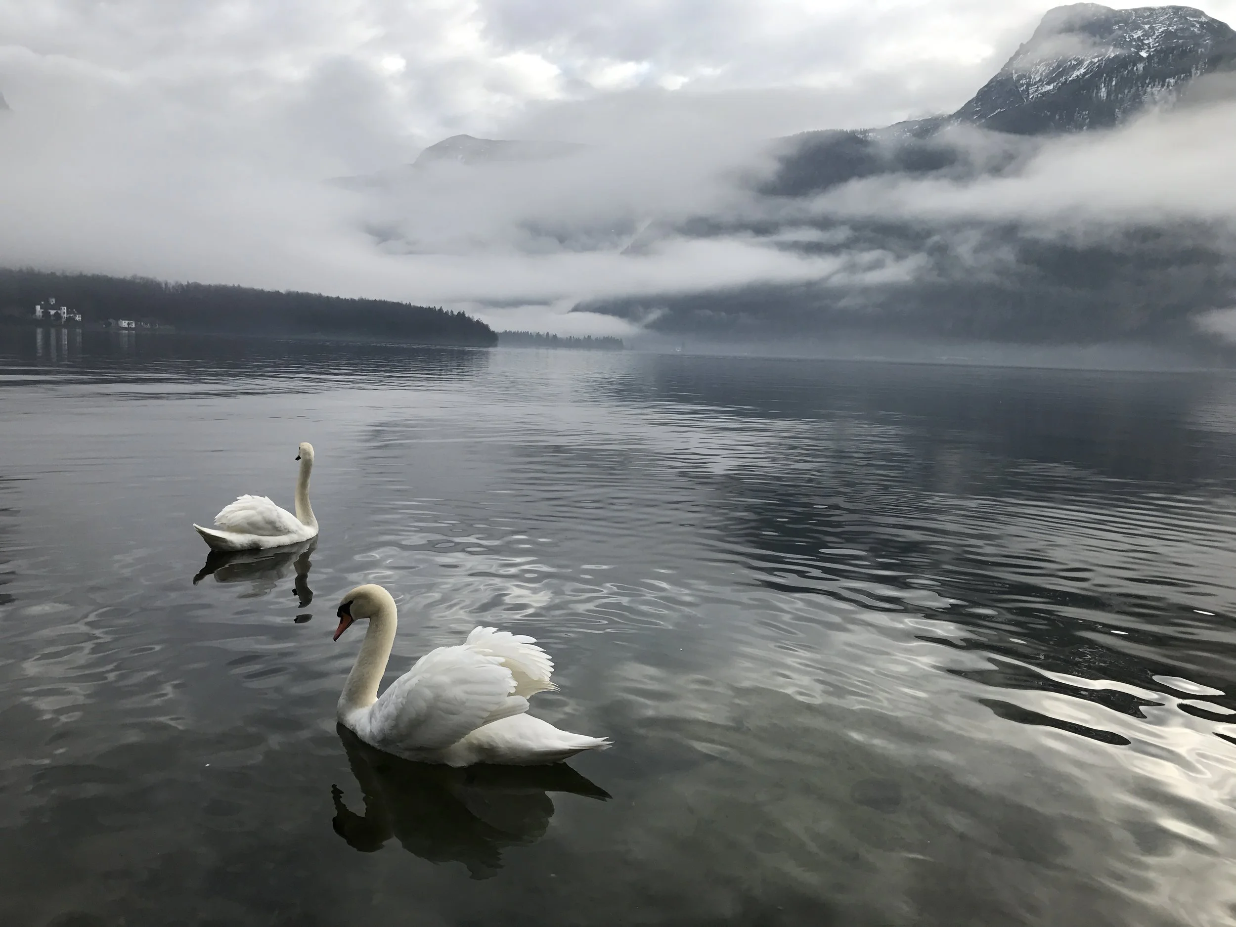 Not sure why but there are towns of swans on these lakes here, both at St. Gilgen and Hallstatt. It adds to the magical allure and beauty of this place. Especially amongst the fog and mist