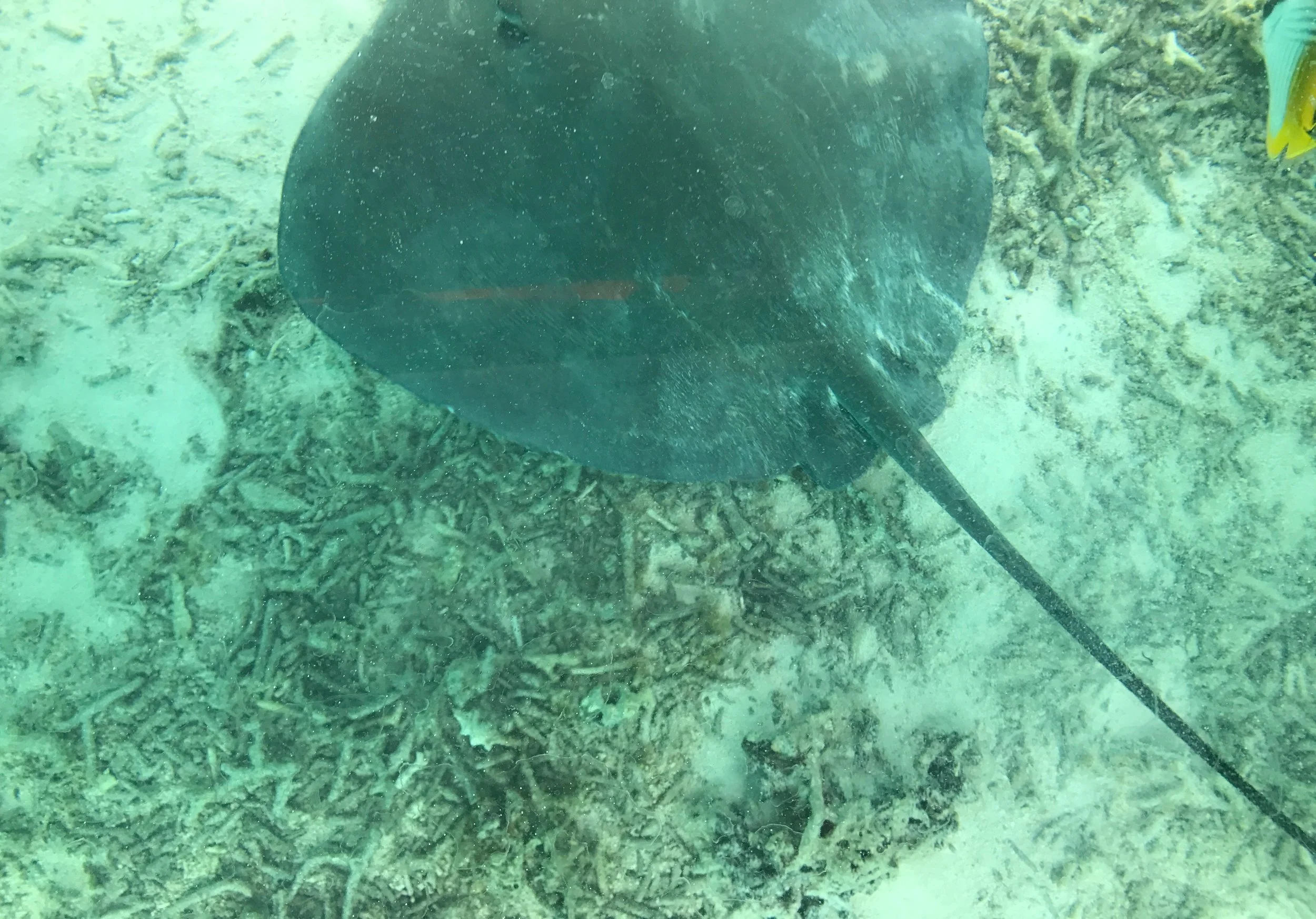 Snorkel with rays 