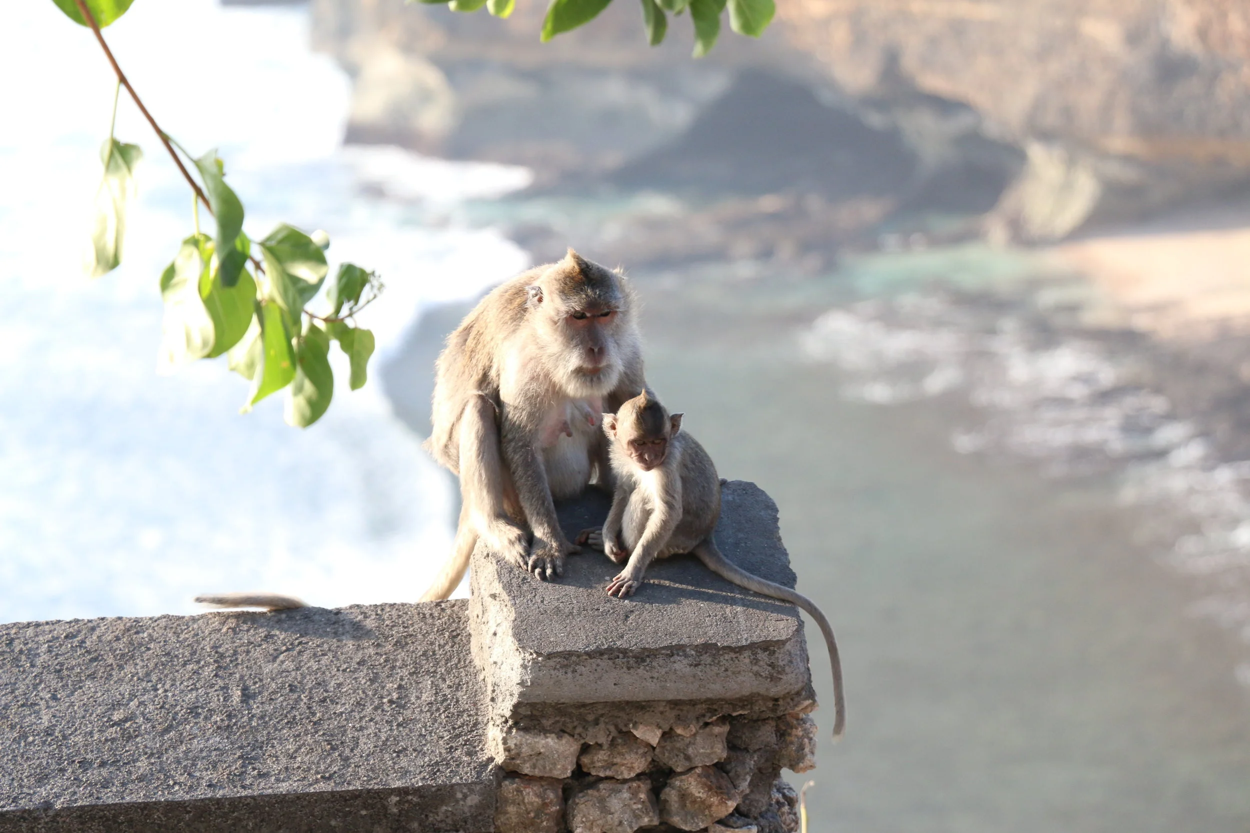 Cute but naughty monkeys! Another reason why you should watch the Kecak Dance at the Uluwatu Temples.