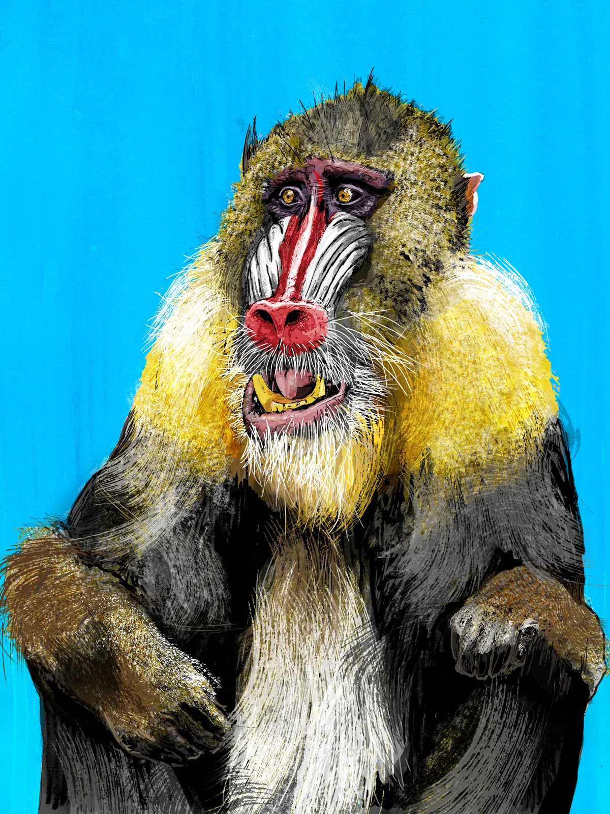 Baboon12x16 Web.jpg