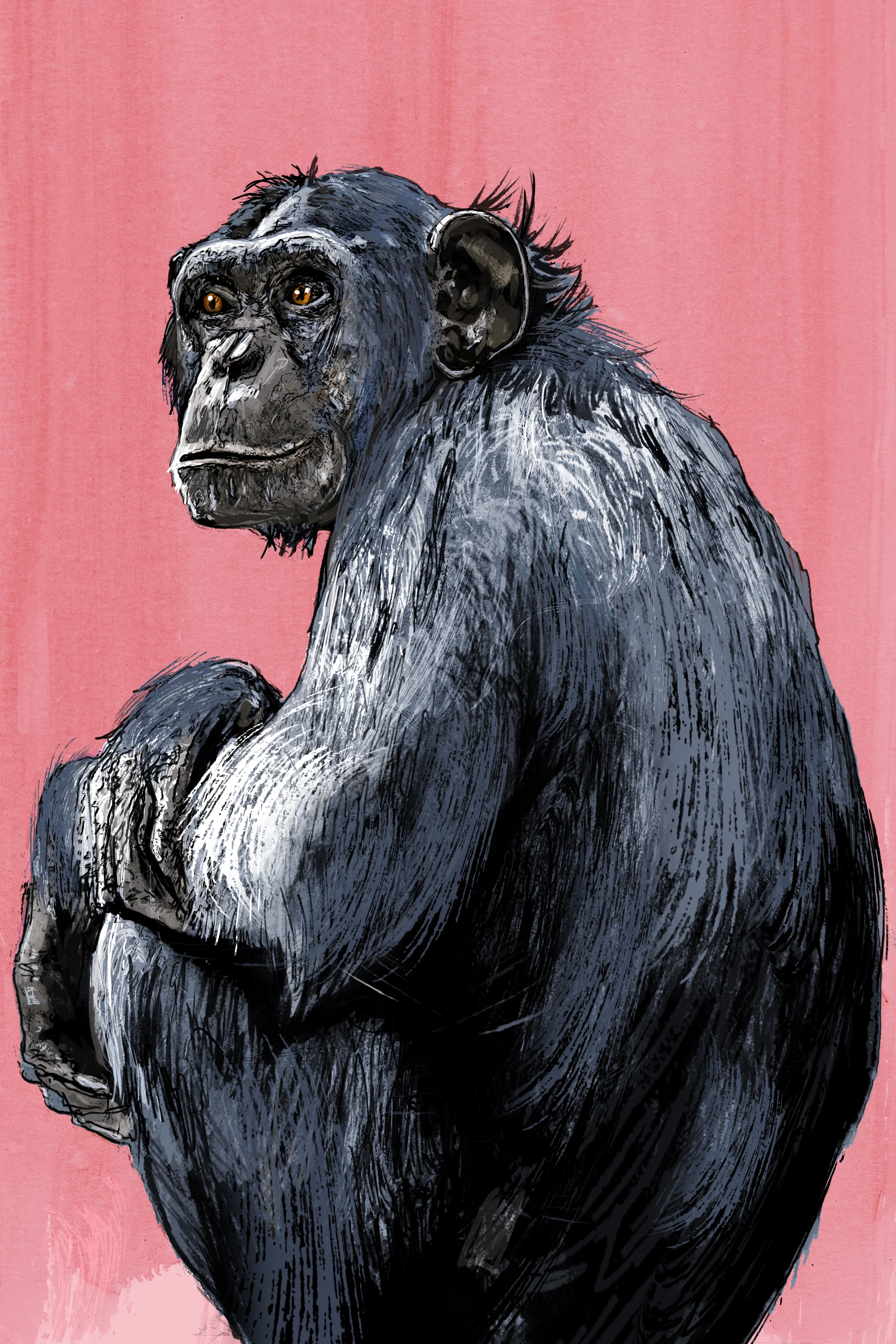 Chimp Web.jpg
