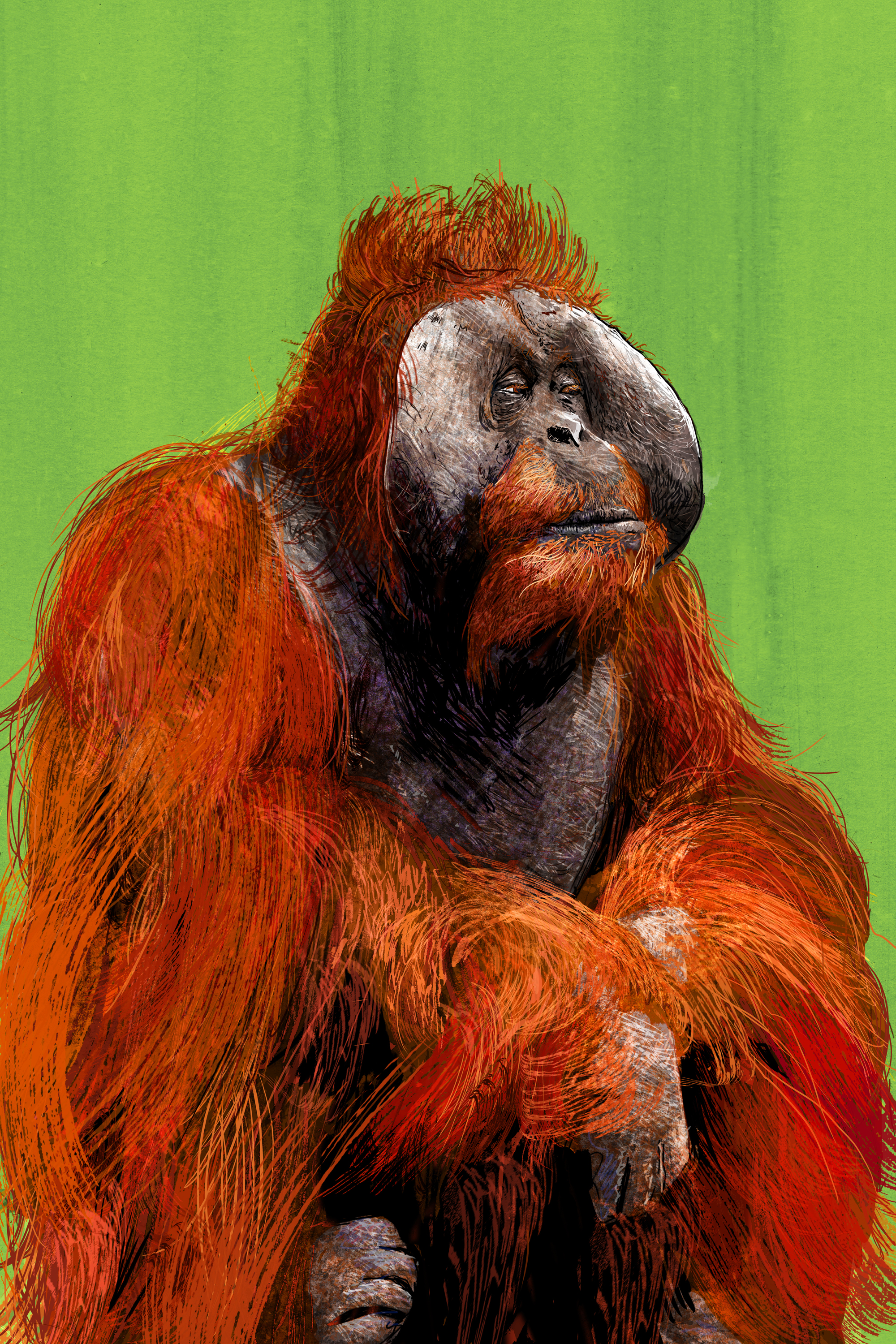 Orangutan Final Web.jpg