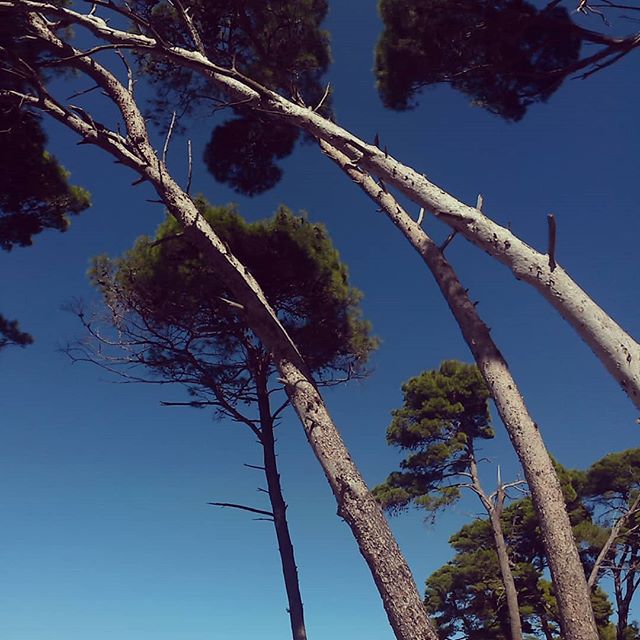 #trees #love