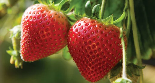 A little step to the North - Strawberry Trail to Waimate and Timaru