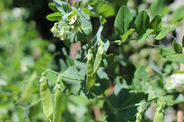 mangetout-2416152_640.jpg