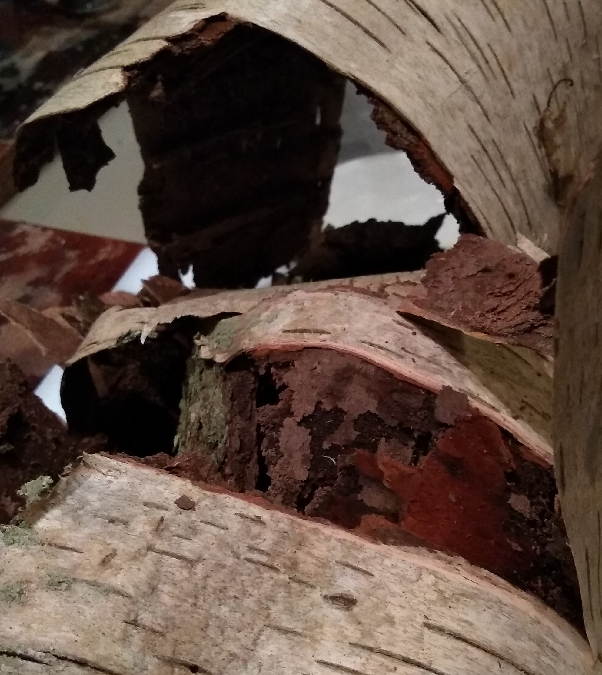 Birch bark from fallen tree