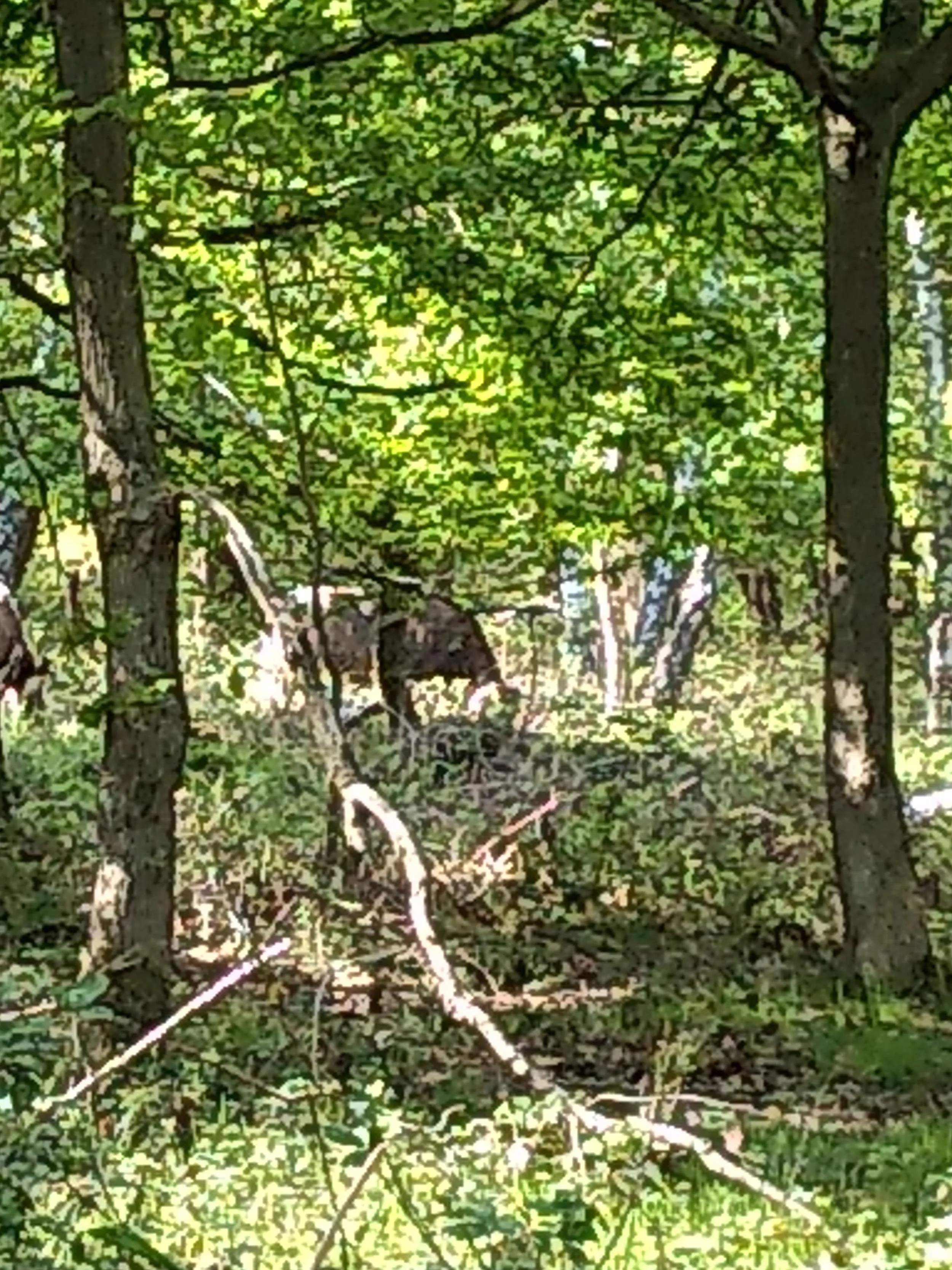 English Longhorn cow in Sherwood Forest - May 2019