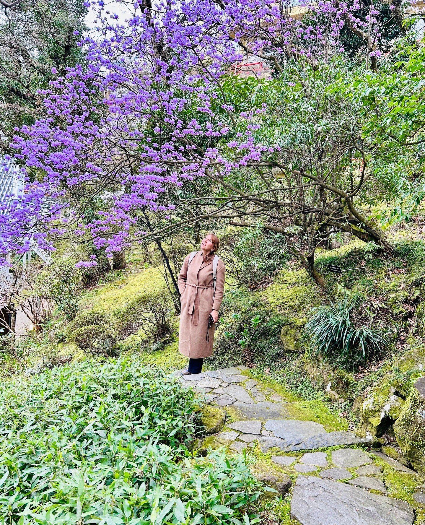 Zur&uuml;ck aus Japan &ndash; ich bin begeistert! Und werde die n&auml;chsten Wochen noch mehr Bilder 📸 posten. ⁠
⁠
Der japanische Rhododendron in Hakone hatte es mir angetan 🪻 Gleich nebenan liegt Owakudani - das Tal des gro&szlig;en Dampfes mit h