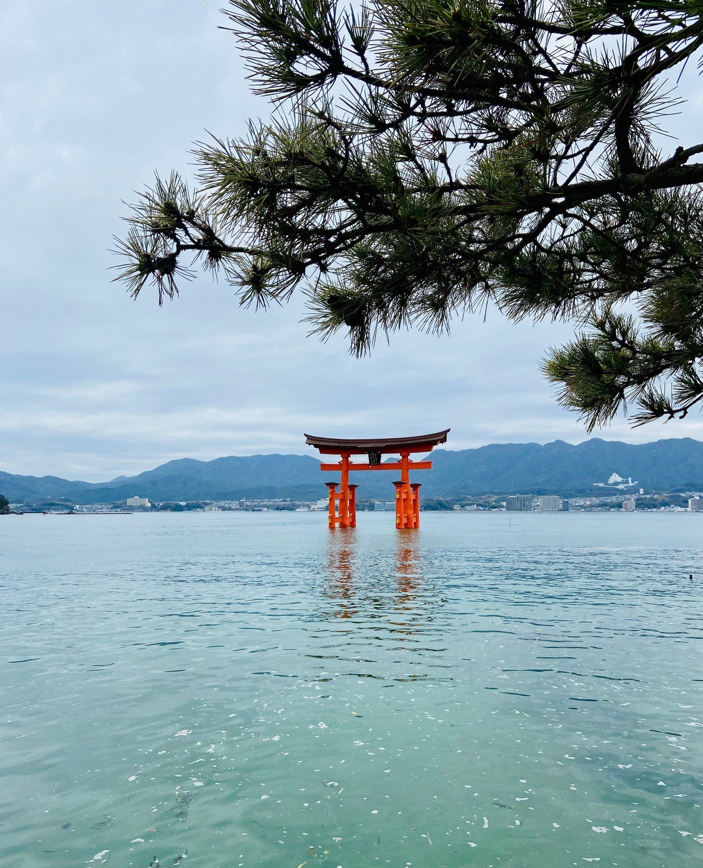 Miyajima ist die heilige Insel bei Hiroshima mit dem ber&uuml;hmten roten Schrein und Tor im Wasser ⛩️ hier liegen Shintoismus und Buddhismus dicht beeinander. Wie die vielen Omikuji- Zettel (Wahrsagungen) und Ema-Holztaffeln (F&uuml;rbitten). Und da