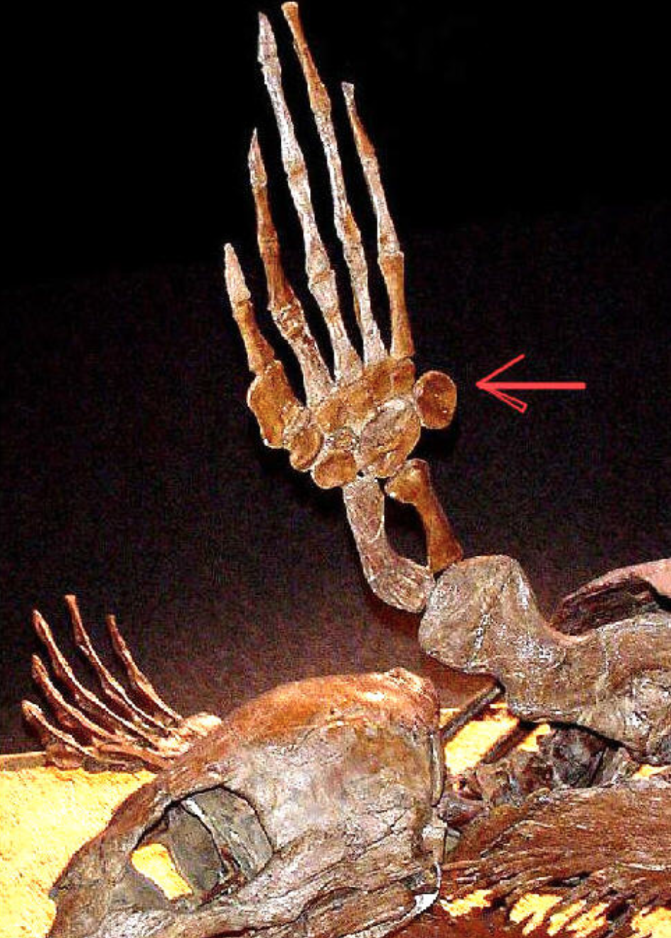 Protostega giga (cretaceous turtle) pisiforms are circular and protrude.