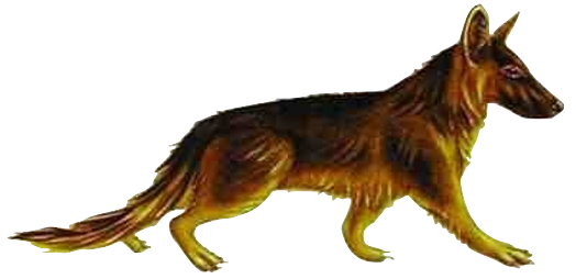 Tomarctus (existed for around 7 million years)