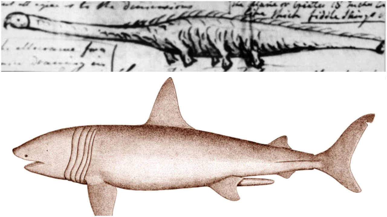 If the Stronsay globster was a basking shark it remains the largest of its species ever recorded.