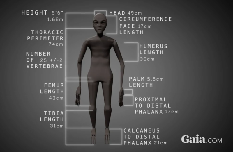 Fig 5: Gaia.com size chart for Nazca mummy.