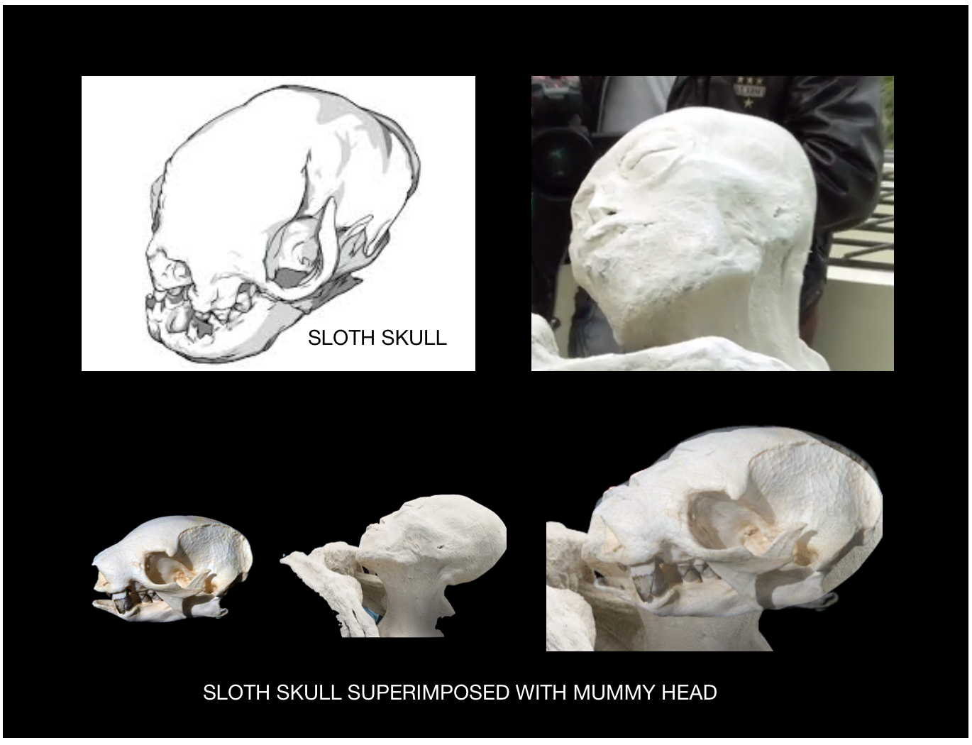 Figure 6: The shape of the dome on the mummies skull almost perfectly matches a sloths skull.