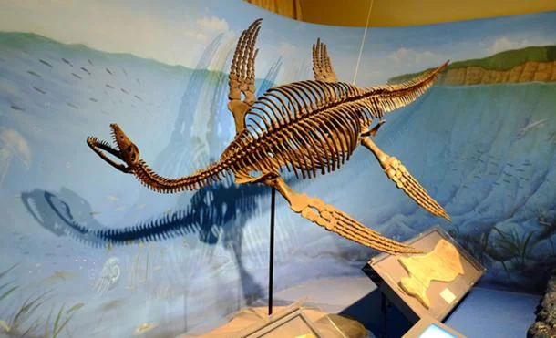 Sightings of the Loch Ness Monster increased after dinosaurs’ fossils were first discovered. Restored skeleton of plesiosaurus. CC BY-SA 2.0