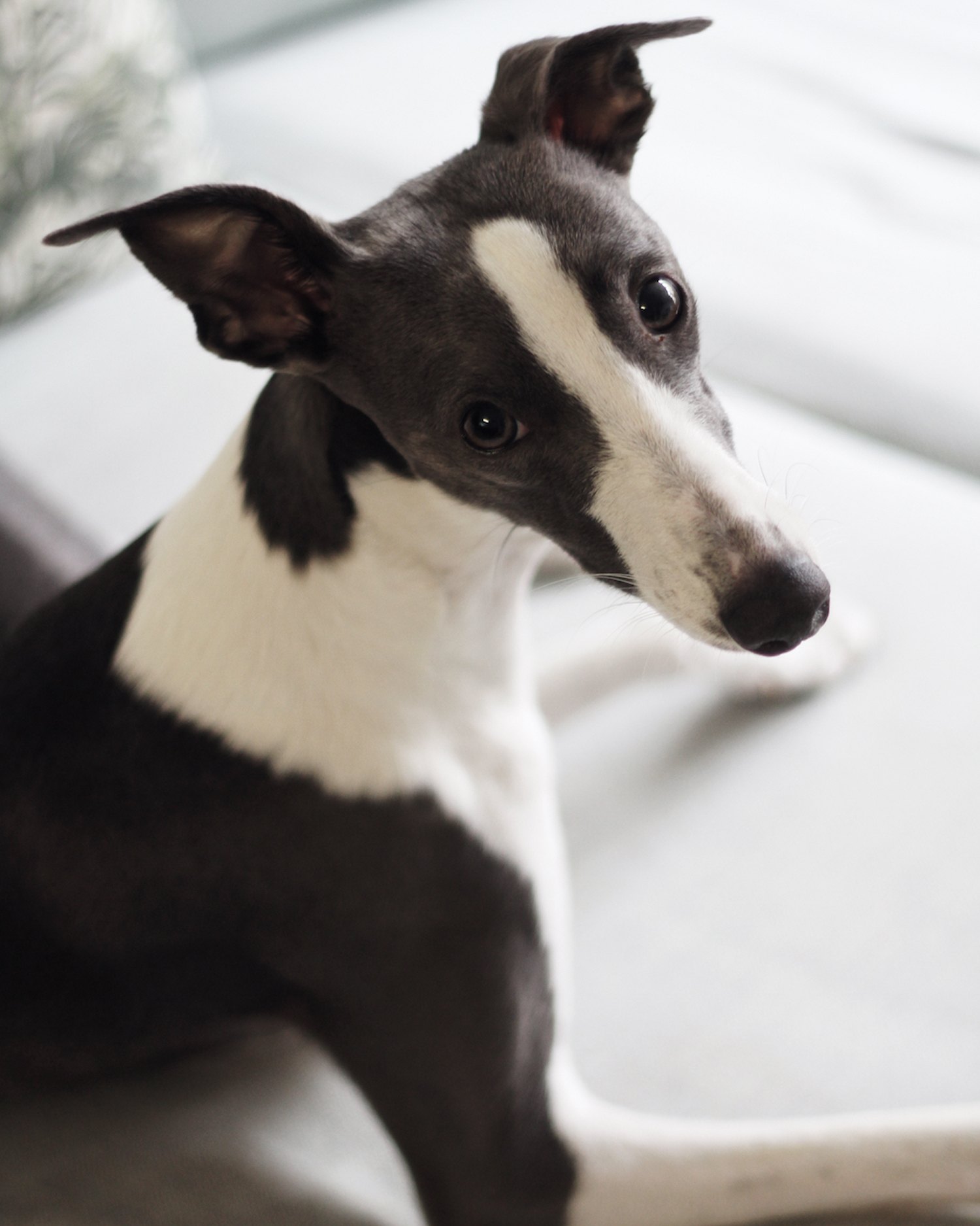 mabel-the-whippet-studio-b.jpg