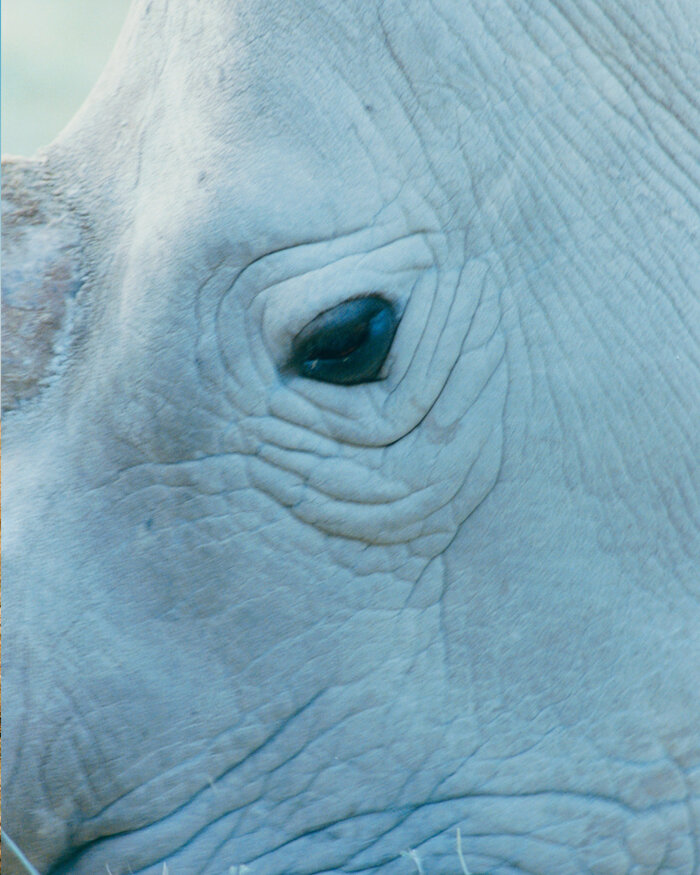 white-rhino-Ol-Pejeta-Conservancy.jpg
