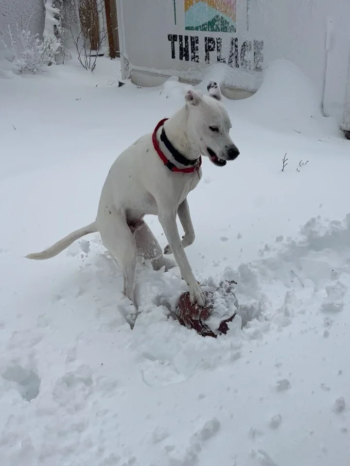 snow day shenanigans ☃️