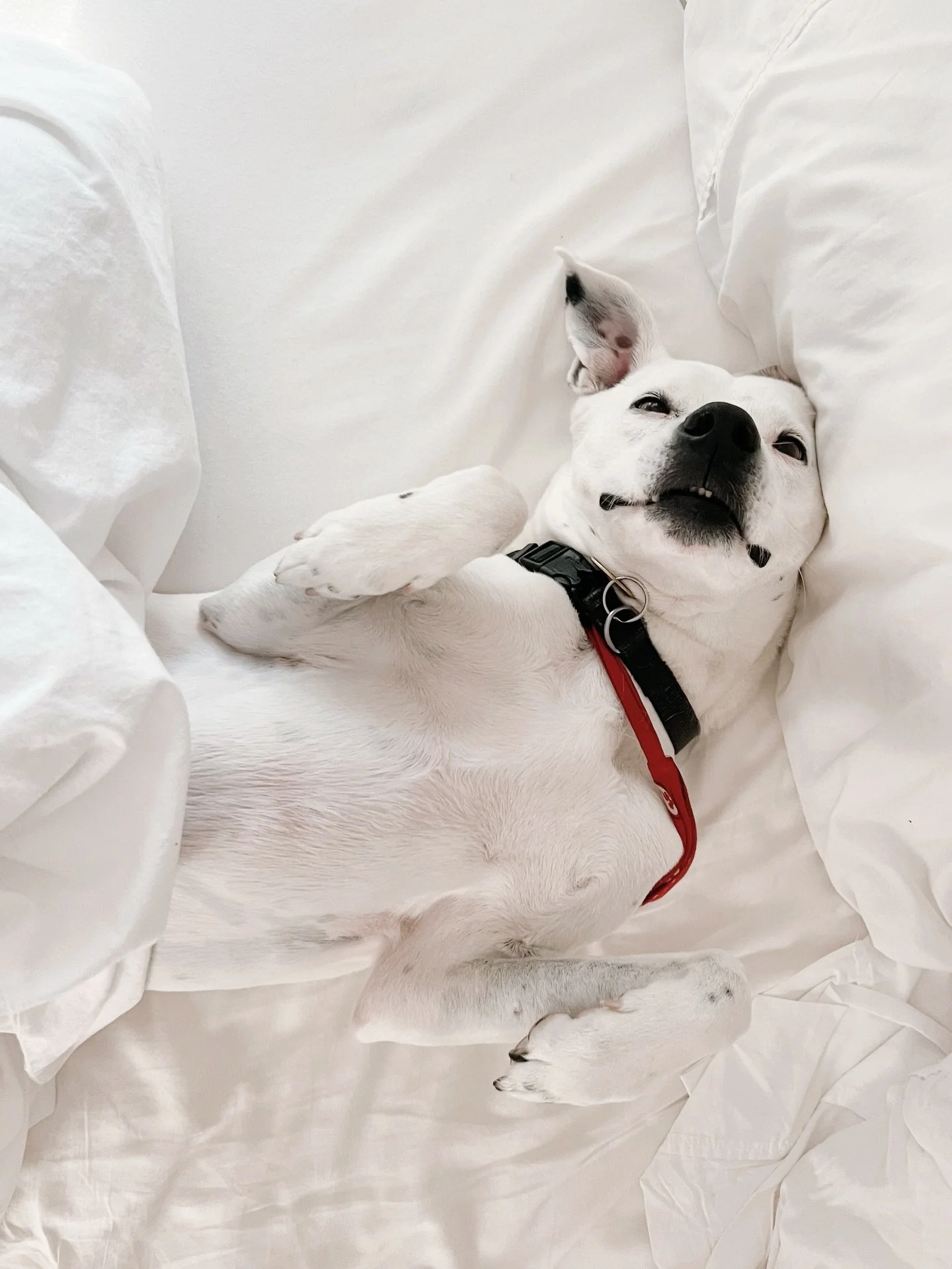 gooooood morning friends. go make it a good one. ily ❤️ 

(zoom in for the cutest little teefs)