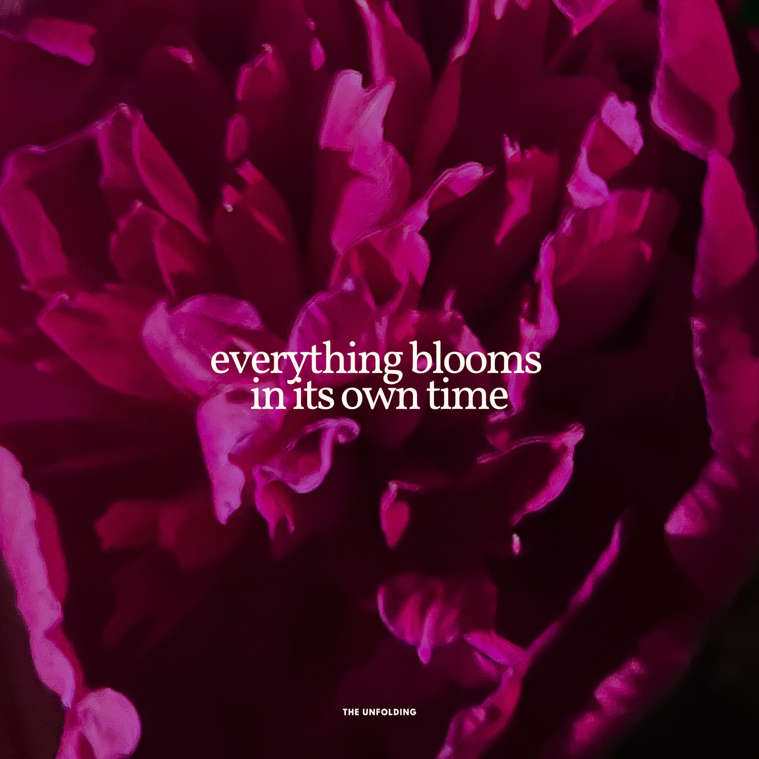 The Unfolding_Bloom_1.png