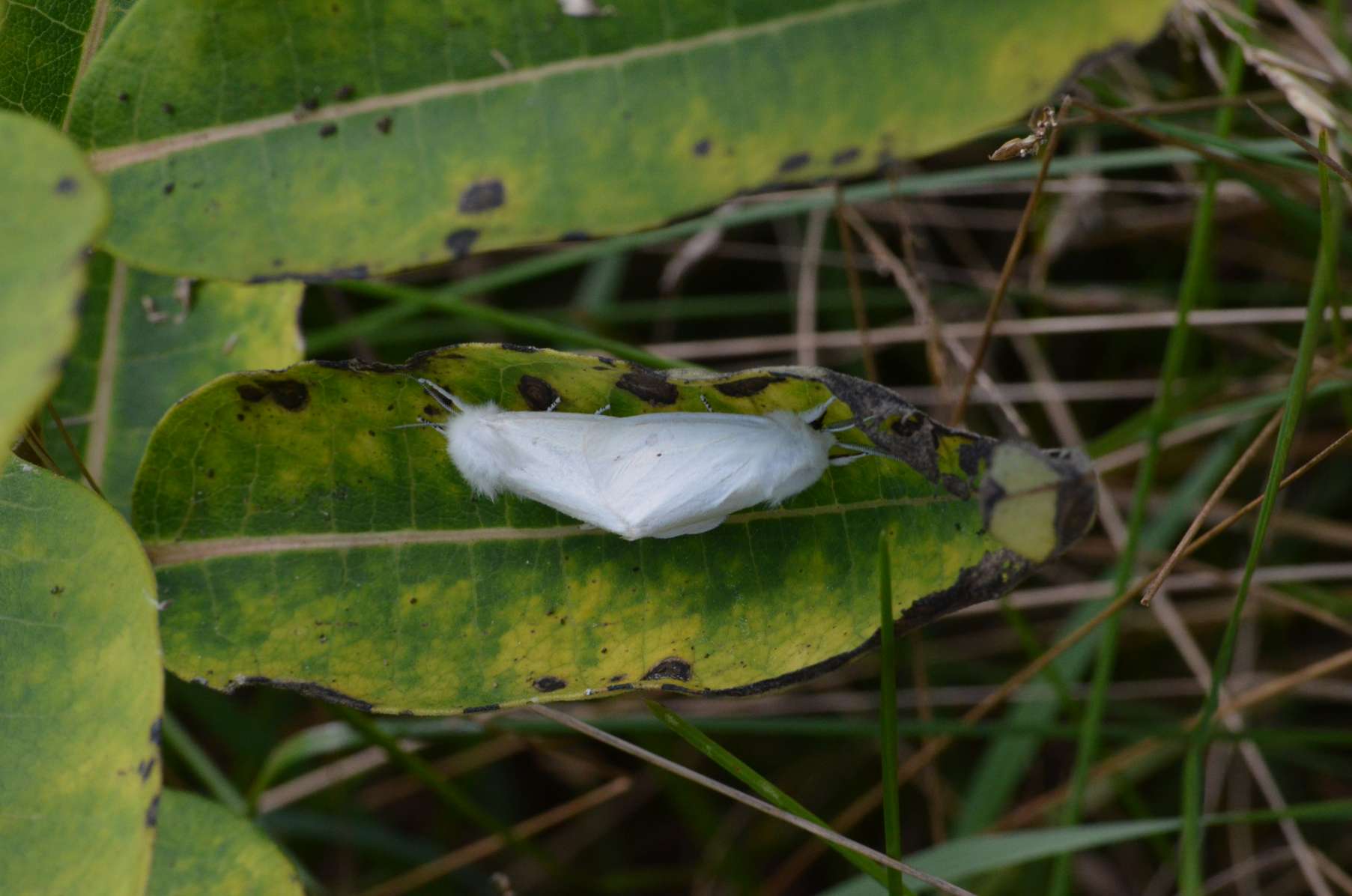 Virginian Tiger Moths, perpetuating the species