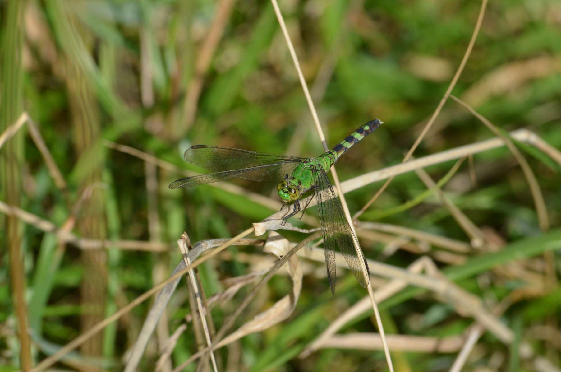 female Pondhawk Dragonfly