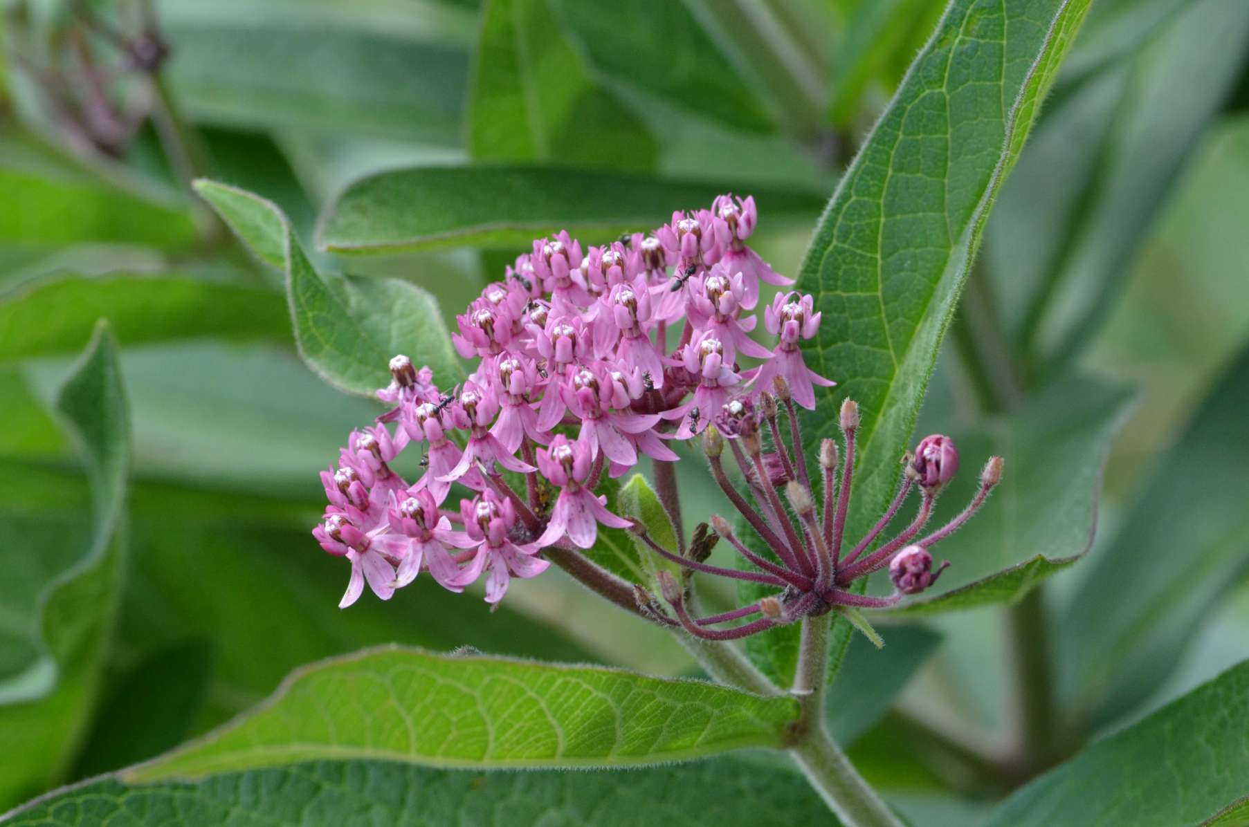 Milkweed, a Monarch Butterfly magnet