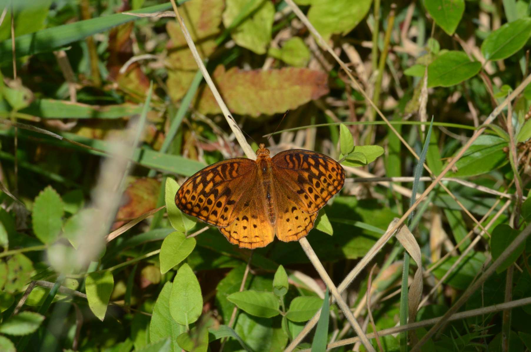 Great Spangle Fritillary Butterfly