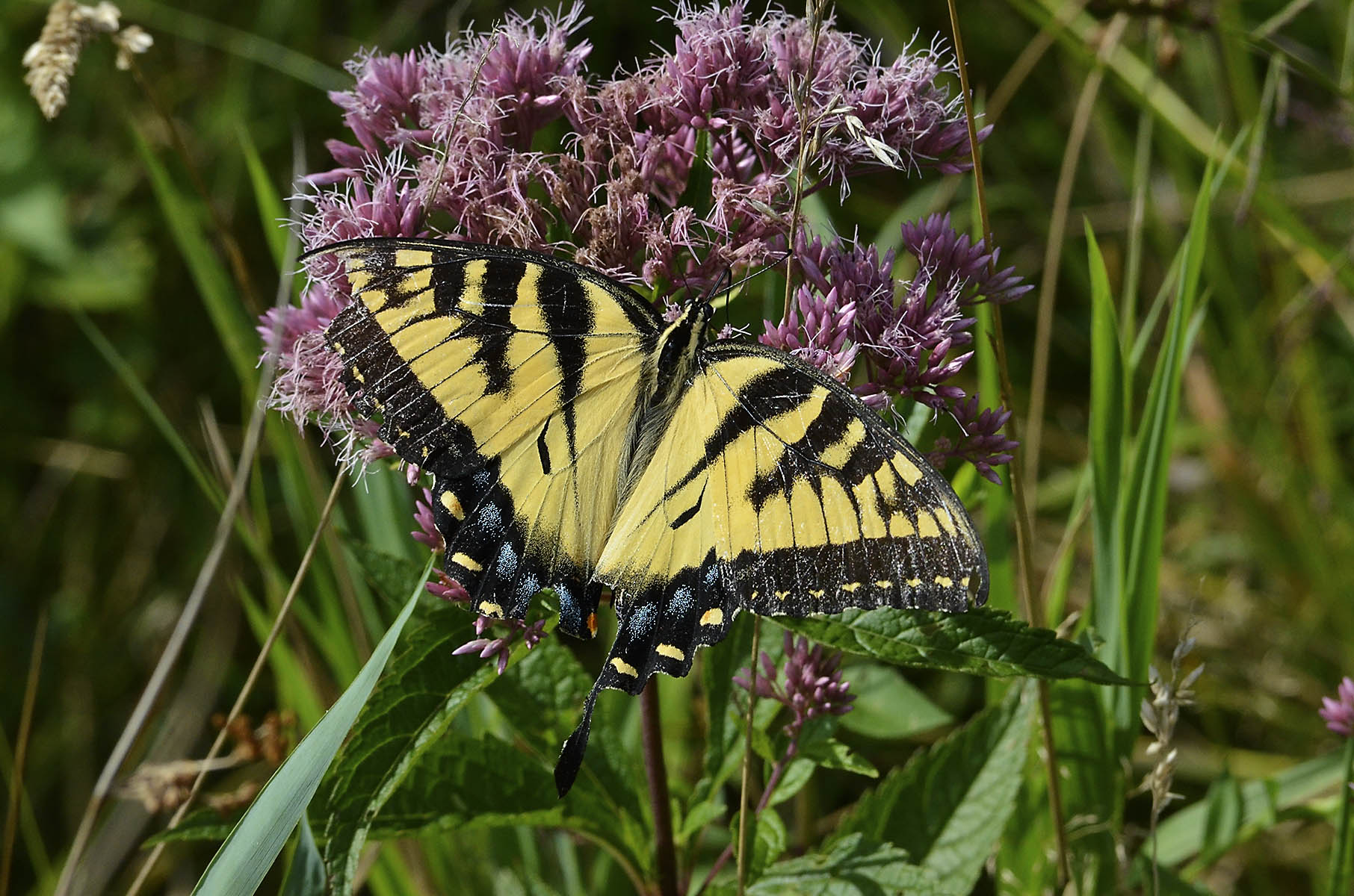 Tiger Swallowtail Butterfly on Joe Pye Weed
