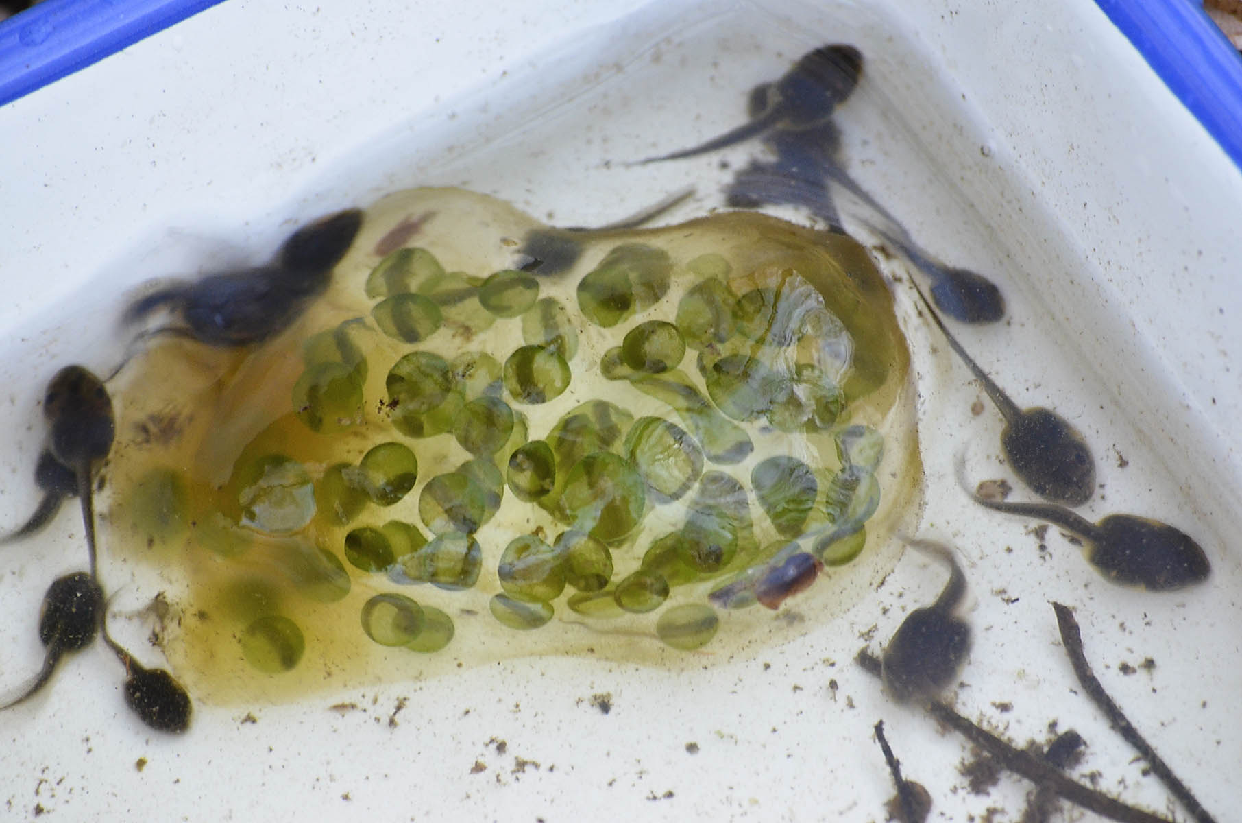 Spotted Salamander Egg Mass surrounded by Wood Frog Tadpoles