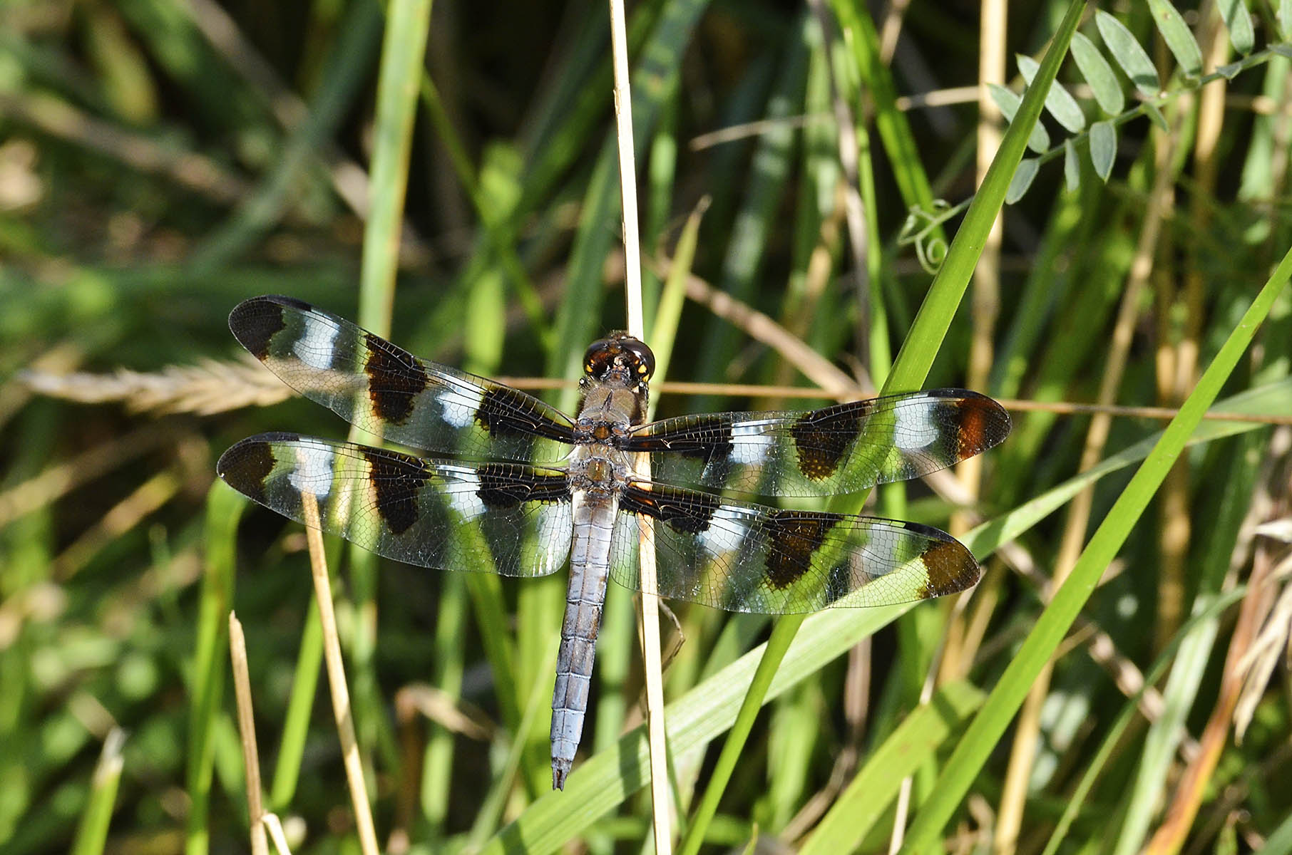 Spotted Skimmer Dragonfly