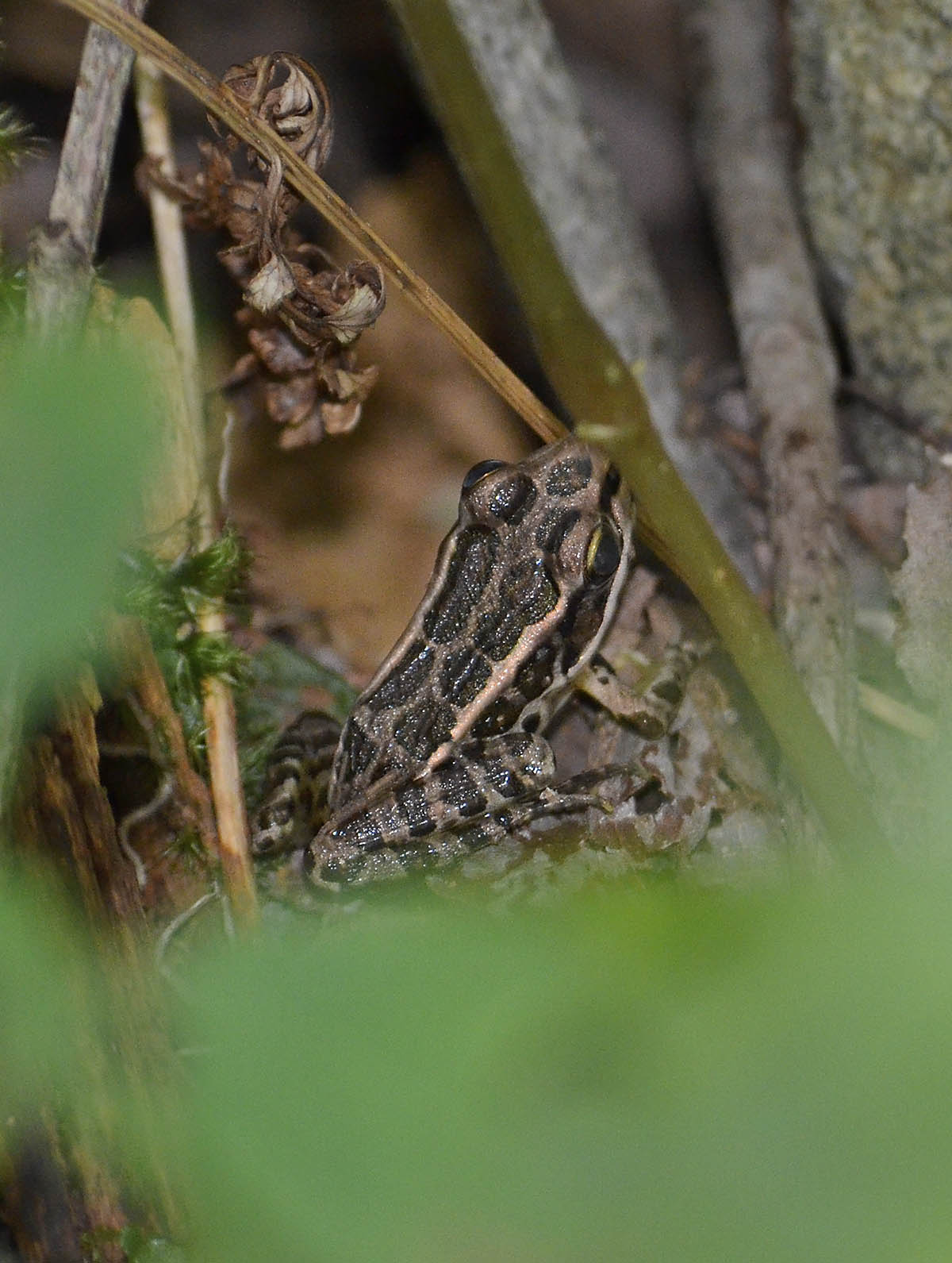 Pickerel Frog, North Vernal Pool
