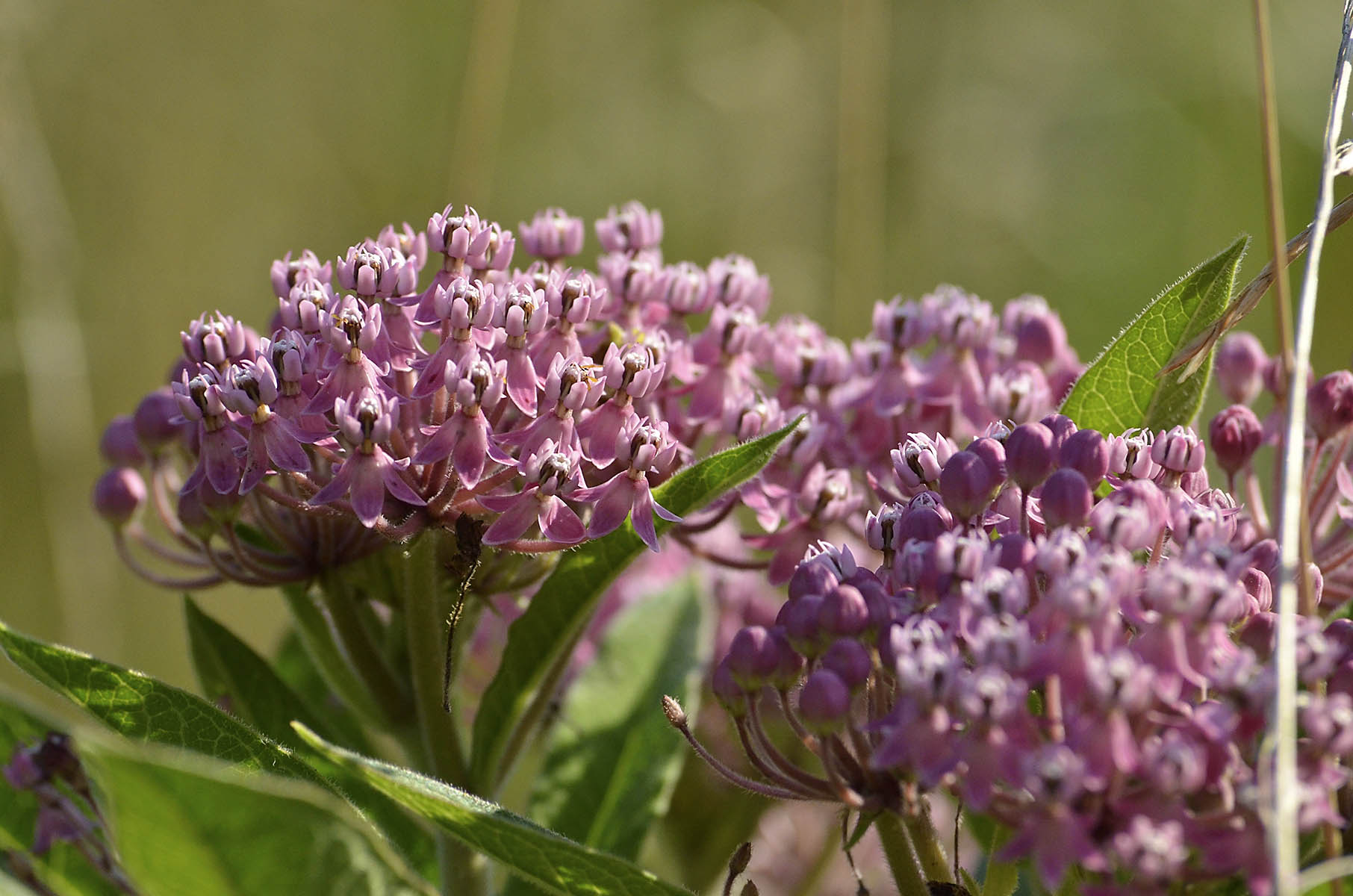 Purple Milkweed