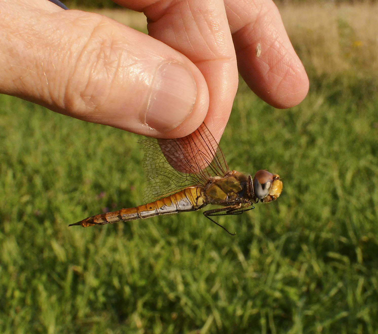 Wandering Glider Dragonfly, female