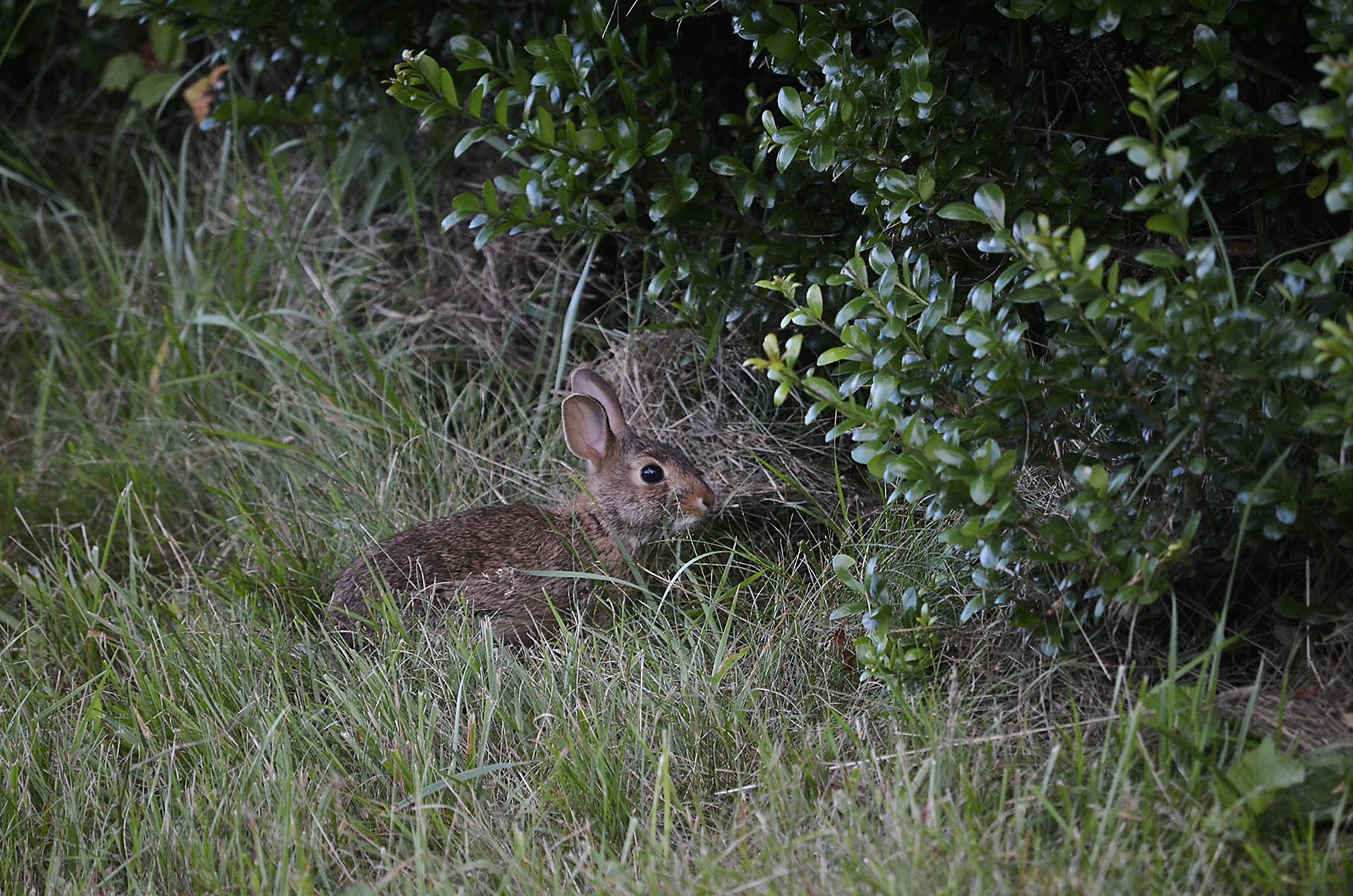 Eastern Cottontail