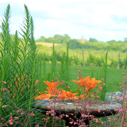 lilies+birdbath.jpg