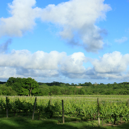 clouds+vineyard.jpg