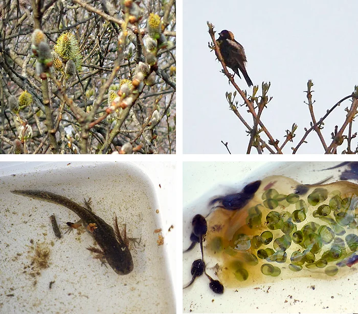 photos © Bruce Fellman from top left to bottom right: spring buds, bobolink, marbled salamander larva, spotted salamander egg mass surrounded by wood frog tadpoles
