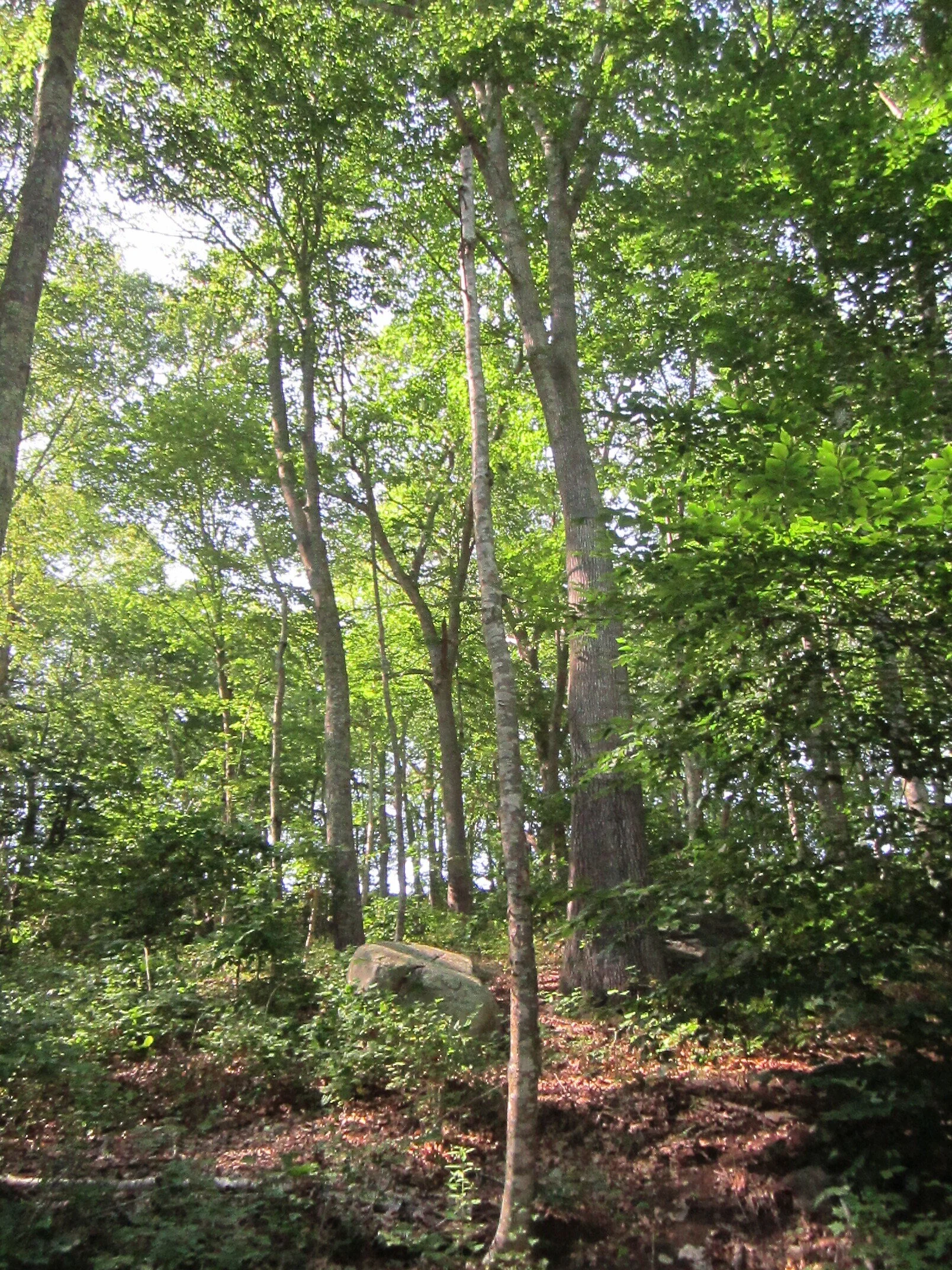 Old Mystic Ridge — STONINGTON LAND TRUST