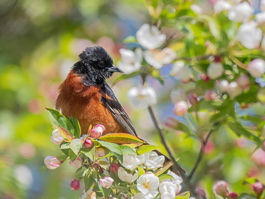 Orchard Oriole Male - Feeding on blooming fruint trees near barn on Wildlife Sanctuary - Niall Doherty.jpg