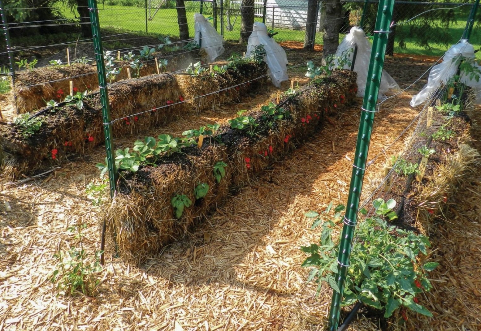 STRAW+BALE+GARDENING%2C+Photo+Credit%2C+Joel+Karsten+---.jpg