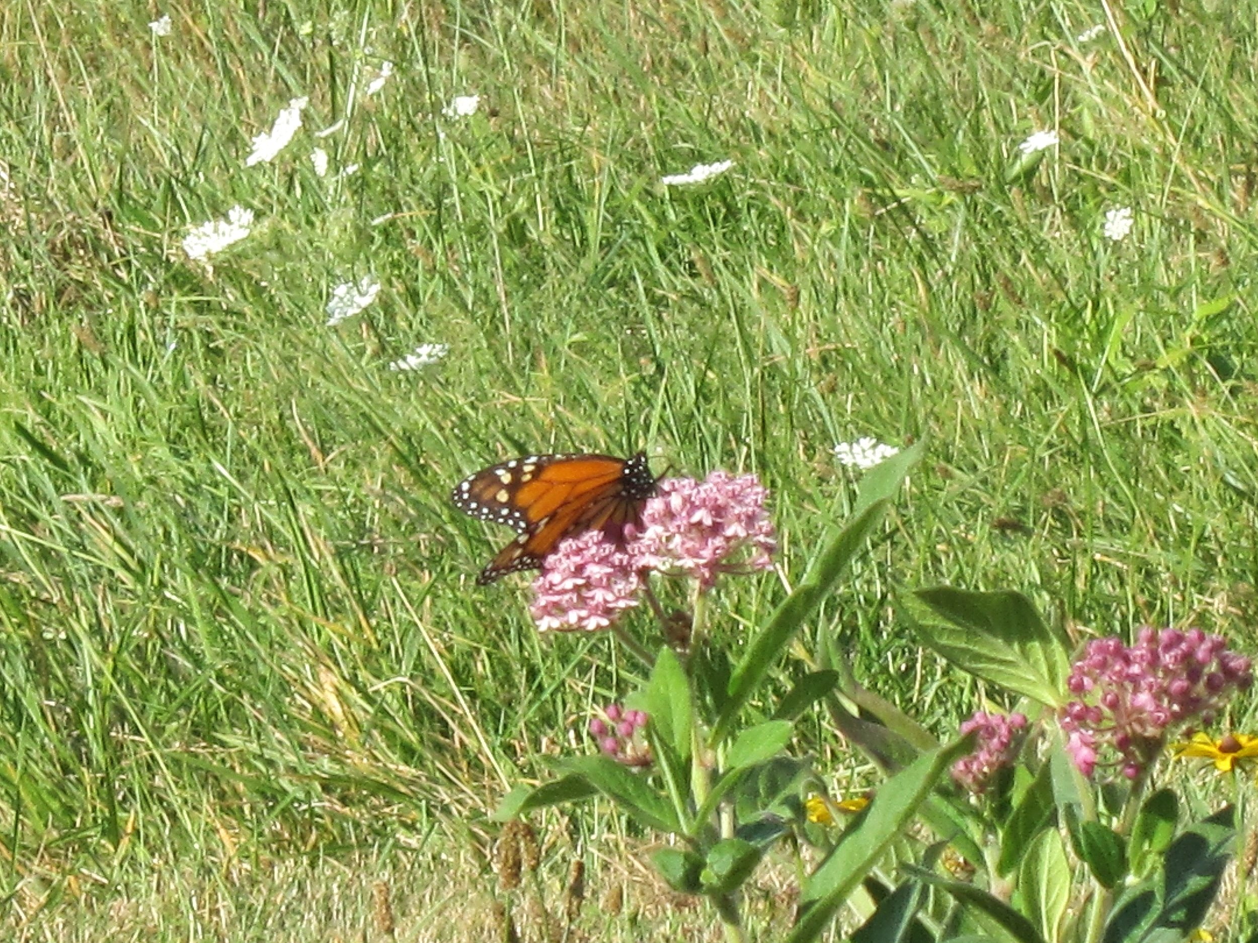 Monarch+Butterfly+Feeding+-+S.+Simm.jpg