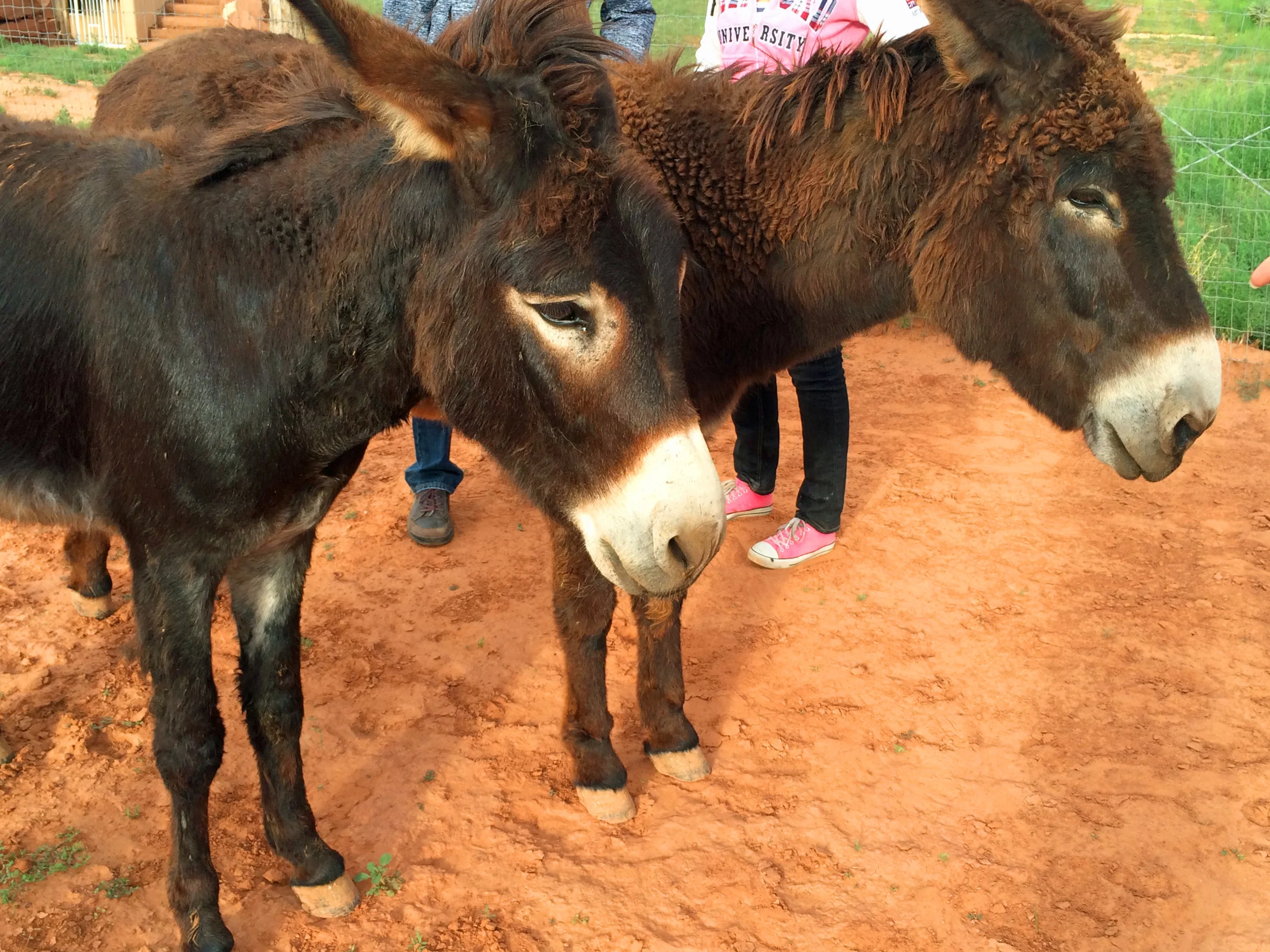 Donkey hosts.jpg