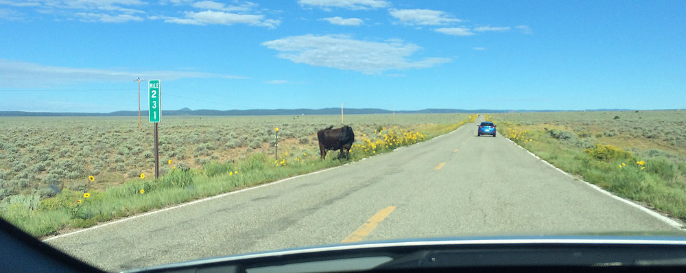 road-cow.jpg