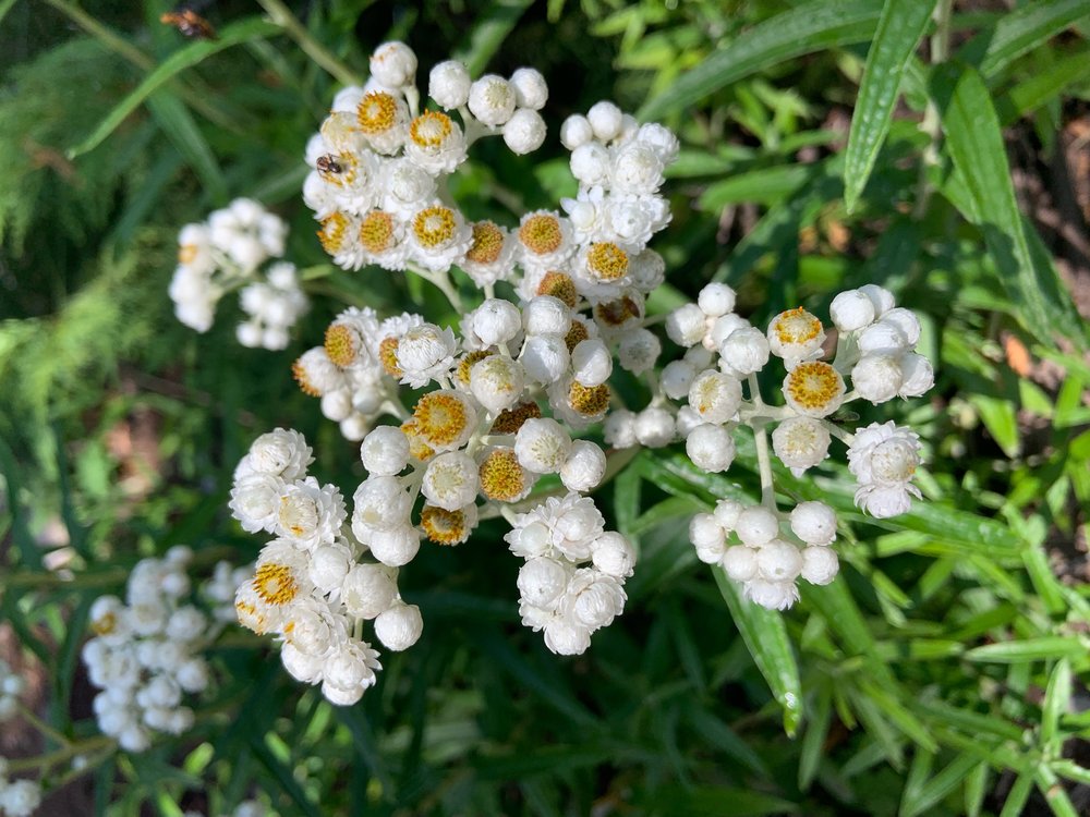 Western pearly everlasting