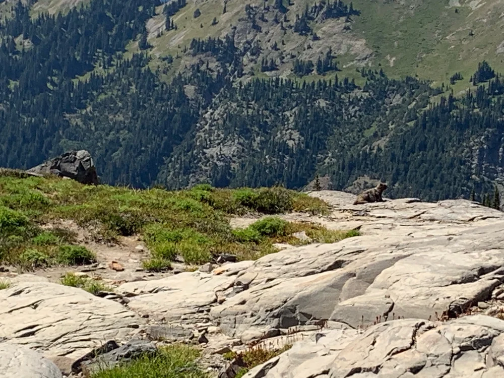 lots of marmots and pikas!